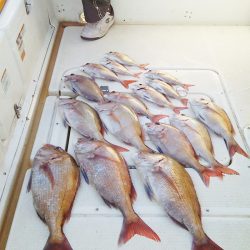 マリンガイド福丸 釣果