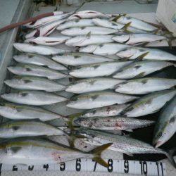 オーシャンスター(Ocean Star) 釣果