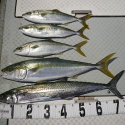 オーシャンスター(Ocean Star) 釣果