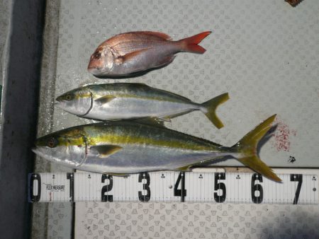 オーシャンスター(Ocean Star) …