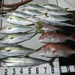 オーシャンスター(Ocean Star) 釣果