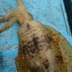 シースナイパー海龍 釣果