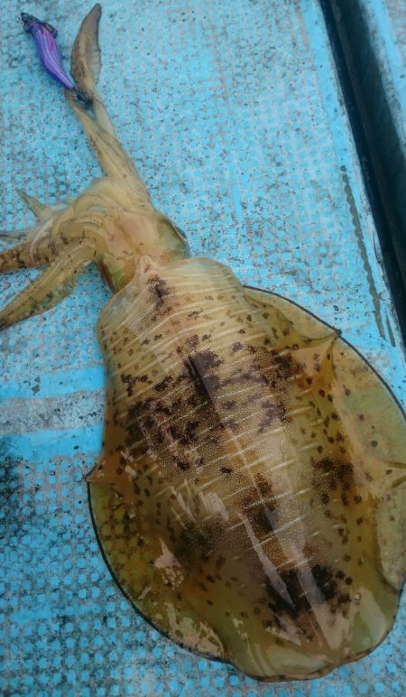 シースナイパー海龍 釣果