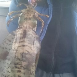 シースナイパー海龍 釣果