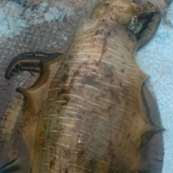 シースナイパー海龍 釣果