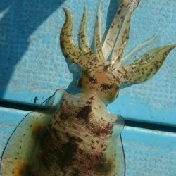 シースナイパー海龍 釣果