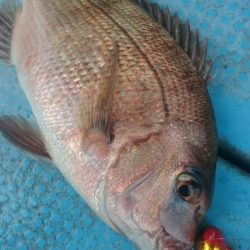 シースナイパー海龍 釣果