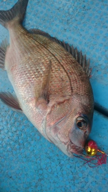 シースナイパー海龍 釣果