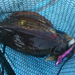 シースナイパー海龍 釣果