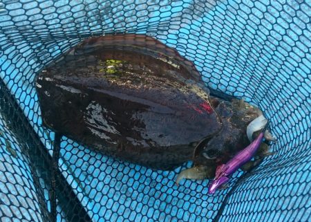 シースナイパー海龍 釣果