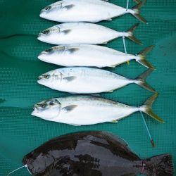 まるいち丸 ZERO-1 釣果