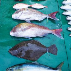 まるいち丸 ZERO-1 釣果