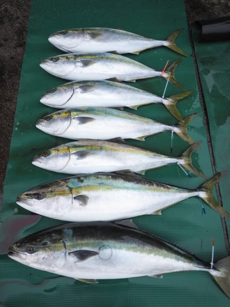 まるいち丸 ZERO-1 釣果