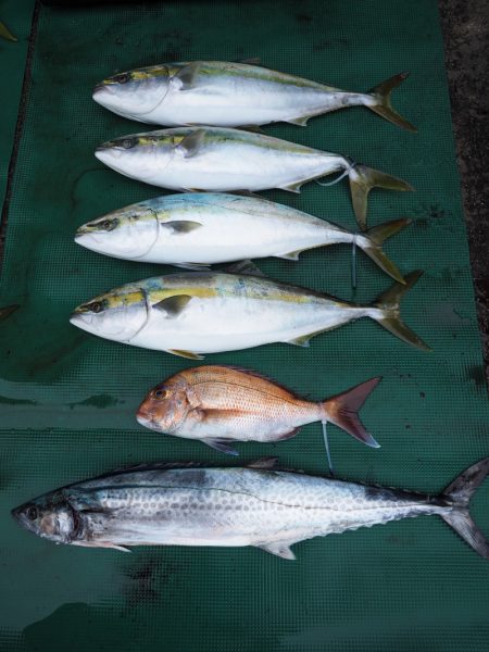 まるいち丸 ZERO-1 釣果