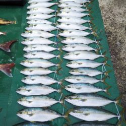 まるいち丸 ZERO-1 釣果