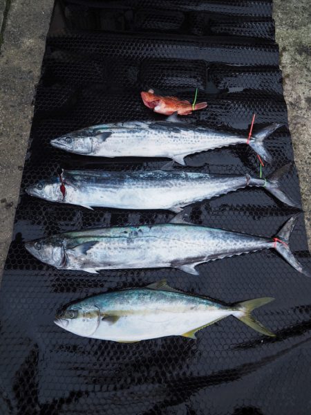 まるいち丸 ZERO-1 釣果