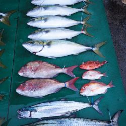 まるいち丸 ZERO-1 釣果