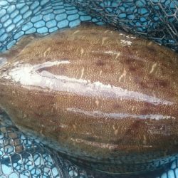 シースナイパー海龍 釣果