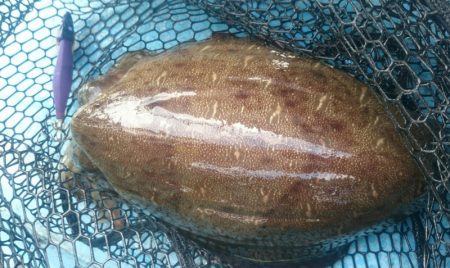 シースナイパー海龍 釣果