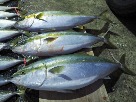 まるいち丸 ZERO-1 釣果