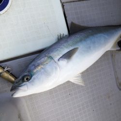 まるいち丸 ZERO-1 釣果