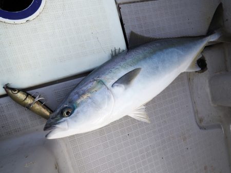 まるいち丸 ZERO-1 釣果