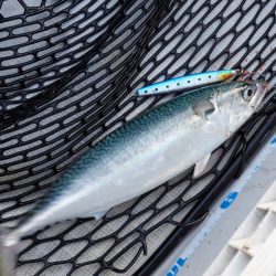 まるいち丸 ZERO-1 釣果