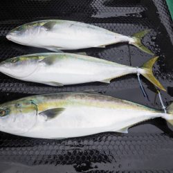 まるいち丸 ZERO-1 釣果