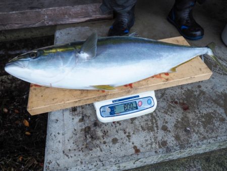 まるいち丸 ZERO-1 釣果