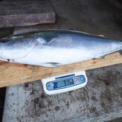 まるいち丸 ZERO-1 釣果