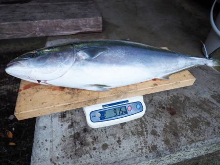 まるいち丸 ZERO-1 釣果