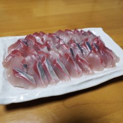 まるいち丸 ZERO-1 釣果