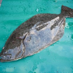 まるいち丸 ZERO-1 釣果