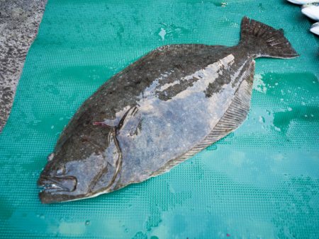 まるいち丸 ZERO-1 釣果