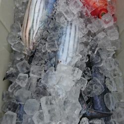 米丸 釣果