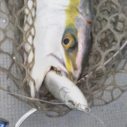 はしくに 釣果