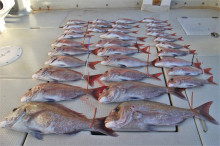 KIM Fishing Guide Ser…