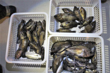 KIM Fishing Guide Ser…