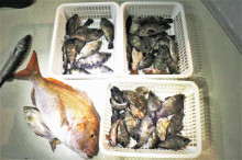 KIM Fishing Guide Ser…