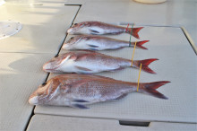 KIM Fishing Guide Ser…