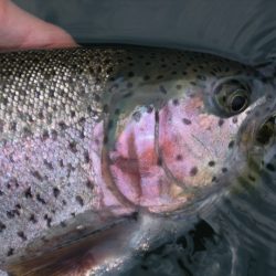 トラウトフィッシング〜管理釣り場編〜大自然の中ではじめよう！