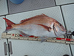 ふみ丸  釣果