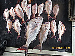 遊漁船 未紗奈 釣果