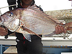 遊漁船 未紗奈 釣果