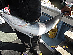 遊漁船 未紗奈 釣果