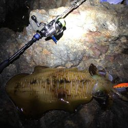 エギングの時期　和歌山の冬　2017エギング冬の投稿まとめ！①