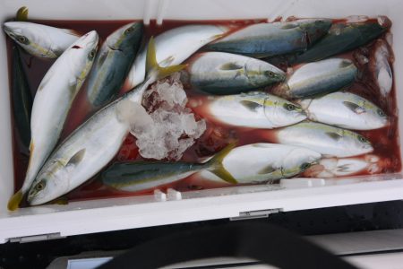 ジギング船 BLUEWATER 釣果