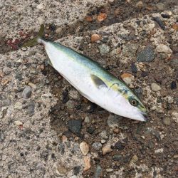 富山県　釣り　ご投稿いただきました釣り情報　カンパリ2017・4月〜6月まとめ