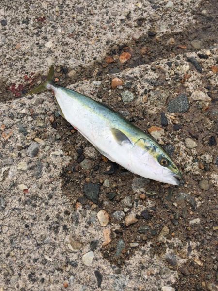 富山県　釣り　ご投稿いただきました釣り情報　カンパリ2017・4月〜6月まとめ