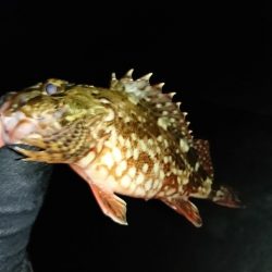 風がなかったので西浦を調査